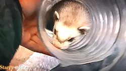 I 💜 ferrets