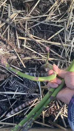 Asparagus