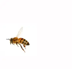 It's a little bee