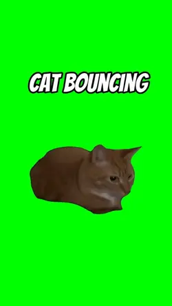 Cat bouncing