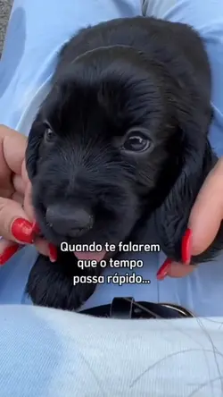 Quando te falarem...