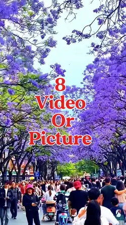 8 video or picture 