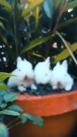 Coelhinhos @