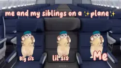 Cat airplane meme