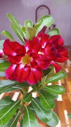 Rosas do deserto