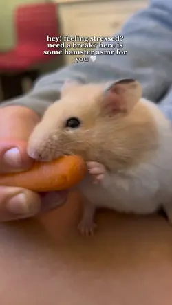 hamster asmr ☺️