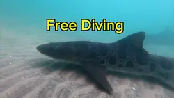 Free diving