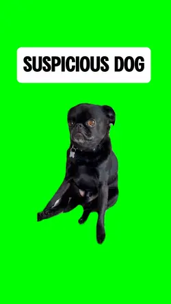 SUSPICIOUS DOG