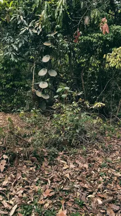 #traillerviral
