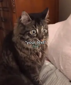 Cat shower meme