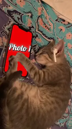 Cute Cat