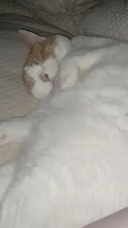 I'm not tired