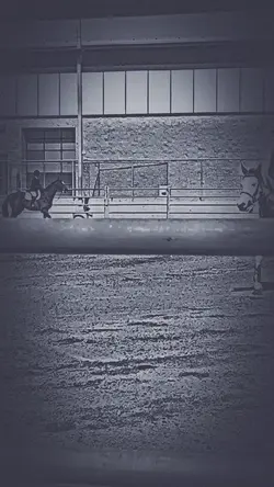 The walk trot-