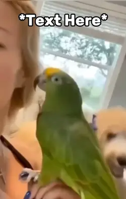 Dog bird meme