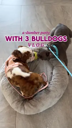 Puppy Vlog Template
