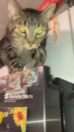 Cat. 