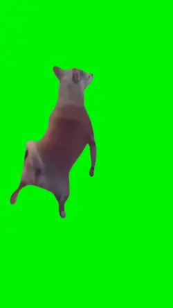 Twerking dog