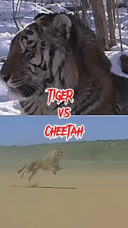 Tiger vs Cheetah