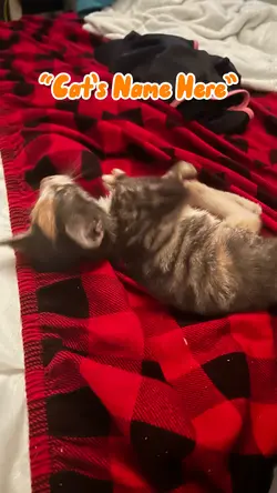 My Cat