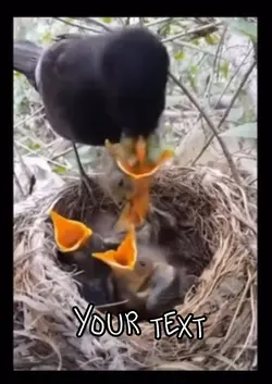 Bird food 