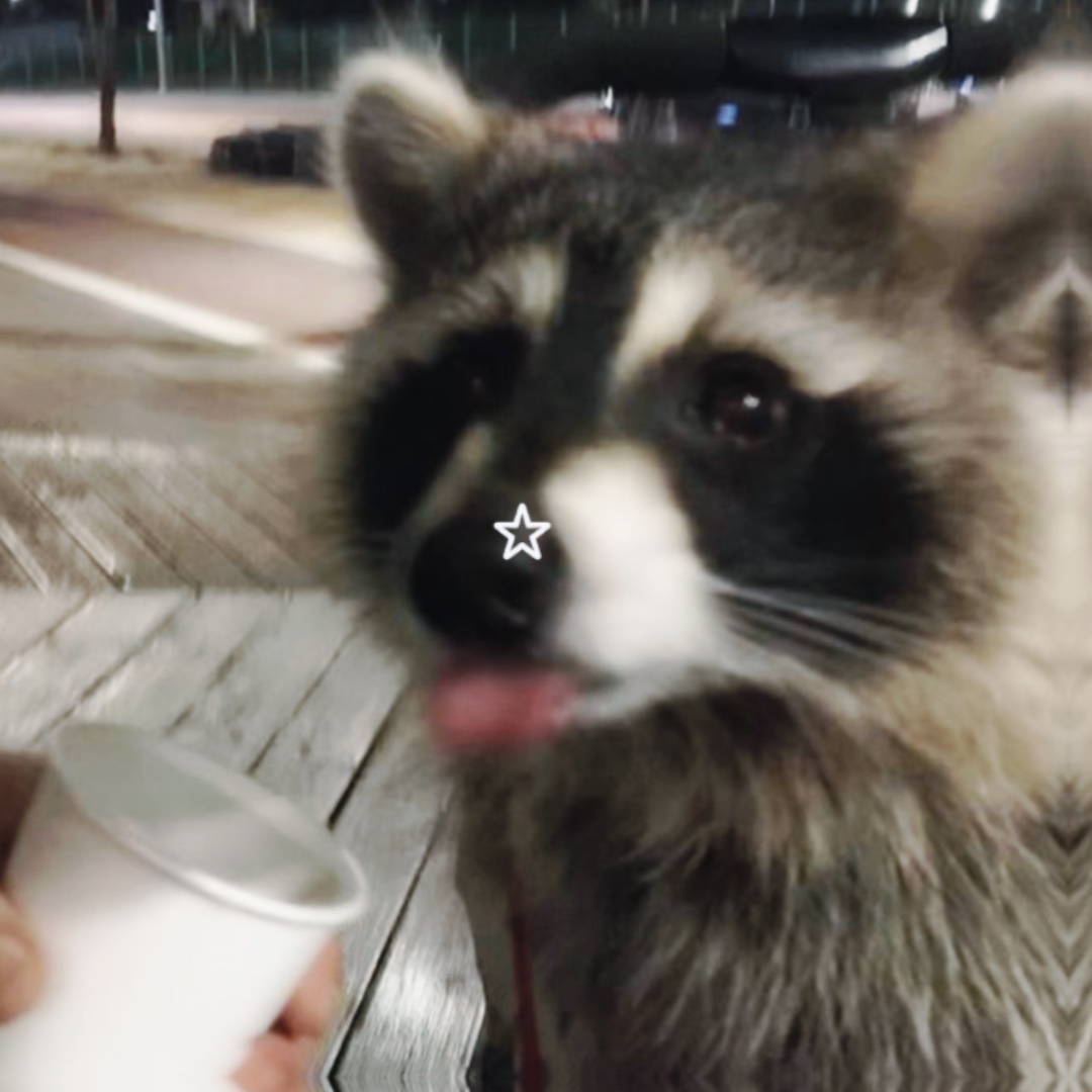Raccoon Edit Template - Pippit