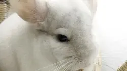 Chinchilla