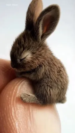 Cute tiny rabbit