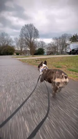 DRIVING DOGGO
