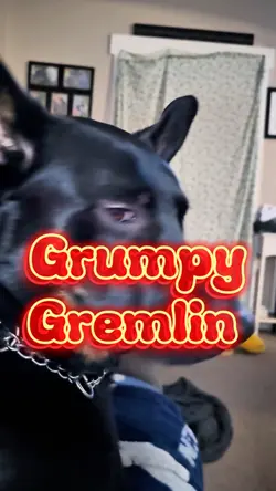Grumpy Gremlin 