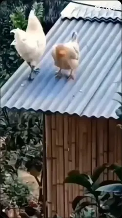 Saindo do ovo