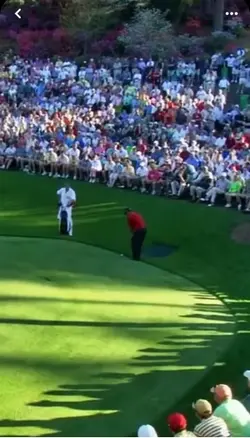 Tiger woods