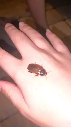 Bugs