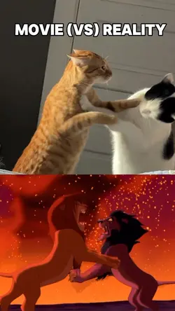 The Movie VS Reality