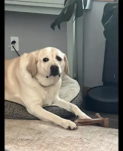 Bear dogee