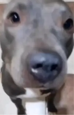 Dog nose talking