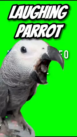 Laughing parrot