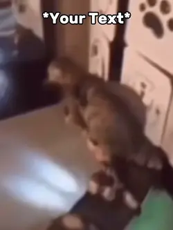 Cat Meme