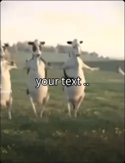 Cows dancing