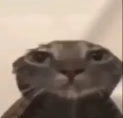 Sad cat meme