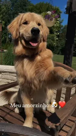 Mostre meu cachorro 