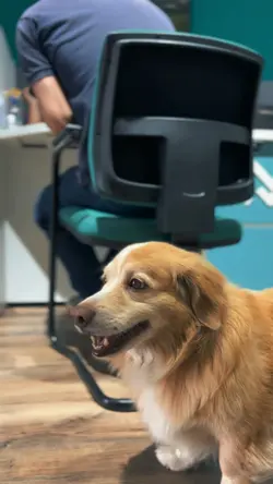 Cachorro