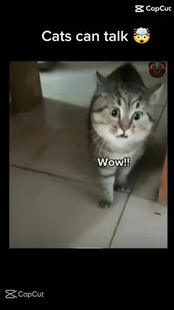 Cats can talk!?