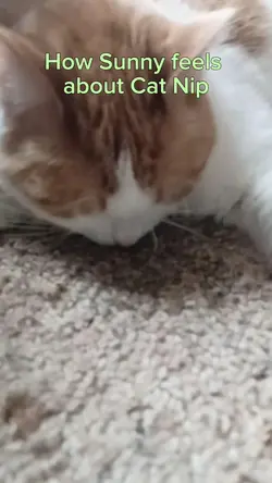 Cats feelings on nip
