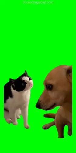 Dog and cat 