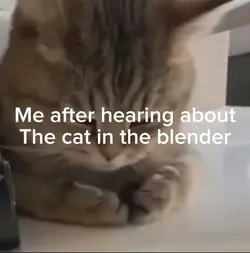 Sad kitty 🥺