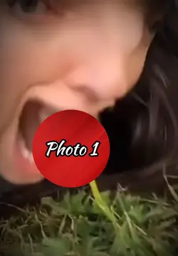 A Dandelion