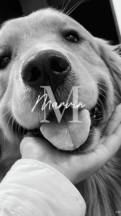 Trend nome Pet