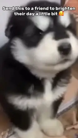 Husky Howling