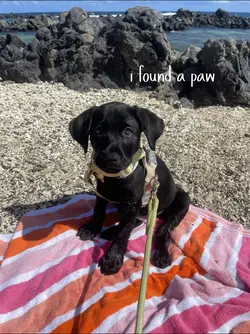 I found a paw 🐾