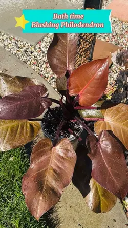 Plants bath time